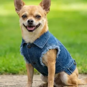 Dog’s denim jacket